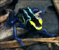 Miniatura per Dendrobates tinctorius