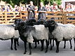 Müden (Örtze) Heidschnuckentag - Begutachtung der Jungböcke