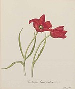 Tulipa linifolia Regel vor 1941