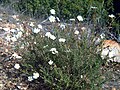 Miniatura para Helianthemum violaceum