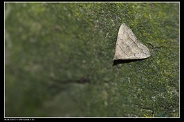 Herminia vermiculata