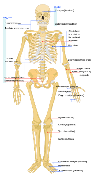 human skeleton. File:Human skeleton front