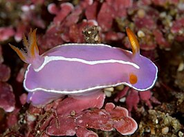 Hypselodoris shimodaensis