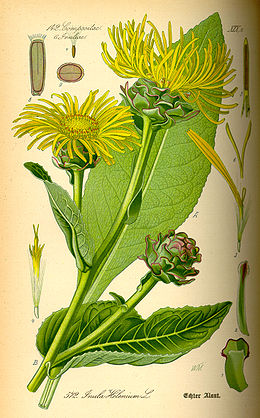 Didysis debesylas (Inula helenium)