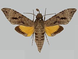Isognathus swainsonii