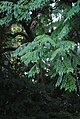 Ramas y frutos de Jacaranda micrantha