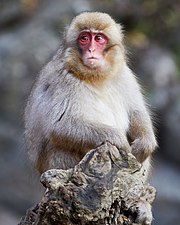 Młody makak japoński