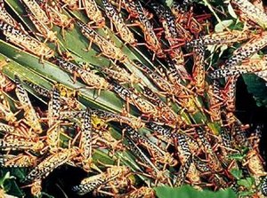 Desert locusts feeding.