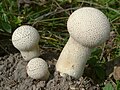 Miniatura para Lycoperdon excipuliforme