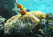 A. nigripes (Maldive anemonefish) lacks the dorsal strip and has a black belly, pelvic and anal fins.