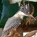 Crested kingfisher