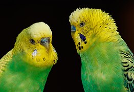 Deux autres perruches ondulées, dans le Vogelpark Steinen (de) en Allemagne en juillet 2023.