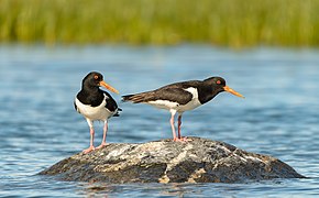 HELP8 image: Eurasian oystercatchers