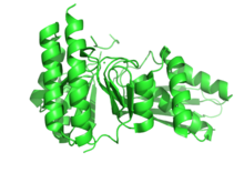 MevalonateKinase.png