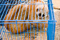 File:Myanmar Illicit Endangered Wildlife Market 06.jpg