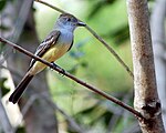 Копетон чорнодзьобий (Myiarchus ferox)