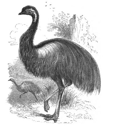 Emu