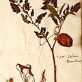 Старинный гербарный образец помидора (Натуралис, Лейден)
