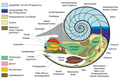 Anatomie der Kopffüßer am Beispiel des Perlboots Nautilus