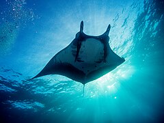 Giant oceanic manta ray