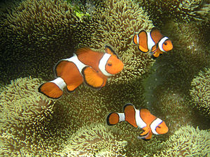 Family of ocellaris clownfish, Miyako Island, ...