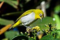 Oriental White-eye (3) by N.A. Nazeer