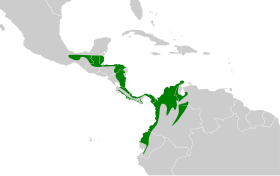 Distribución geográfica del anambé canelo.