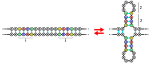 Palindrome of DNA structure 1.Palindrome 2.Loo...