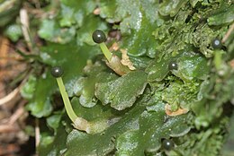 Gewoon plakkaatmos (Pellia epiphylla), met gesteelde sporangia