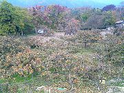 A persimmon orchard in northern Kansai region,  Japan