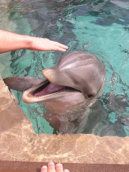 ไฟล์:Petting the dolphins at Sea World Orlando.jpg