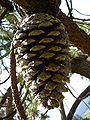 Pinus devoniana, samičí šištice (šiška). Arboretum Hackfalls, okres Gisborne, Severní ostrov, Nový Zéland.