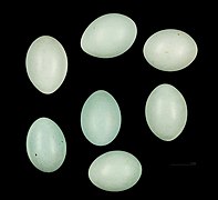 Eggs of Ploceus sakalava MHNT
