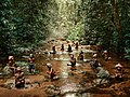 Enfants du parc national, mis en scène dans un ruisseau pour le livre Congo Tales (2018)