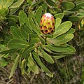 Protea caffra subsp. kilimandscharica