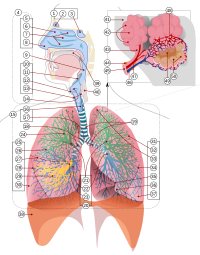 200px-Respiratory_system_complete_numbered.svg.png