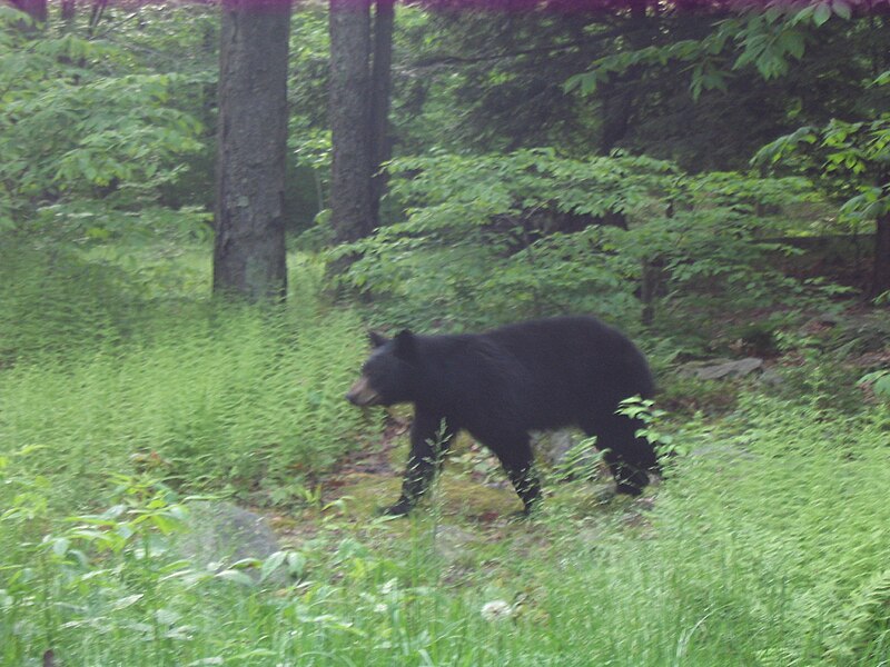 File:Ricketts Glen State Park Bear.jpg