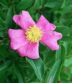 Description de l'image Rosa foliolosa.jpg.