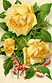 Roses and rose culture (1892) (14781648124).jpg