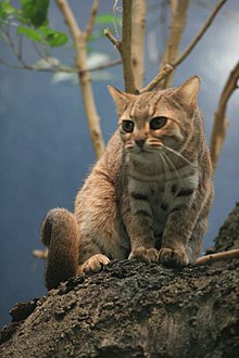 rusty cat