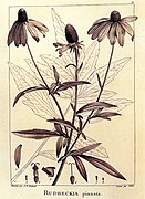 Rudbeckia pinnata, extrait de la Description des plantes nouvelles et peu connues, cultivées dans le jardin de J.-M. Cels (1799)