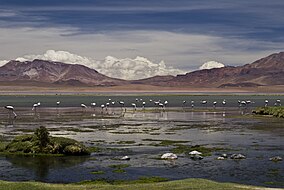 Reserva Nacional De Flamencos