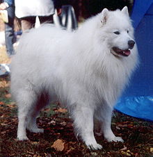 Pictures Of Samoyeds