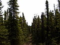 A taiga forest section of the Seven Lakes trail.