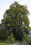 Sommer-Linde in Stöcklern