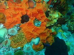 Sponges and anemones