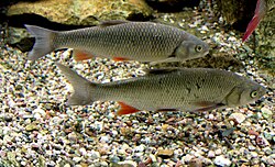 Sapali (Squalius cephalus)