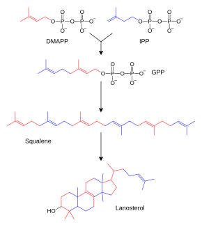 Biosynthesis of steroids from squalene