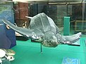 Das Präparat der Schildkröte Marlene im Meeresmuseum