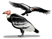 Les Teratorn ressemblaient aux Condors des Andes.